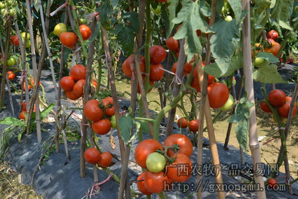蔬菜新品种——番茄